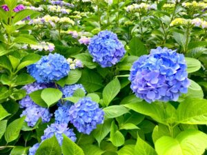 あじさい公園剪定ボランティア　7/1–22